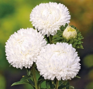 Астра Балун Белая