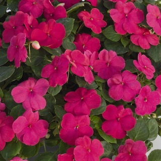 Бальзамин Розовая мечта F1 (ампельный)