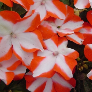 Бальзамин Беленс F1 Оранжевая звезда