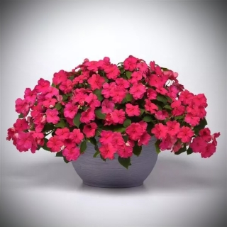 Бальзамин Бикон Космополитен (Семена Профи)