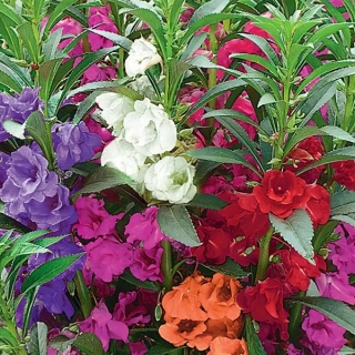 Бальзамин Экзотик смесь