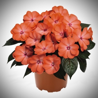 Бальзамин Ноктюрн Сад Эдема (новогвинейский)