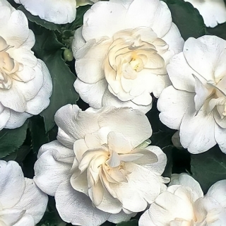 Бальзамин Том Самб Белый