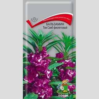Бальзамин Том Самб Фиолетовый