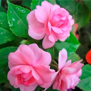 Бальзамин Том Самб Розовый