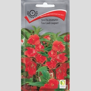 Бальзамин Том Самб Скарлет