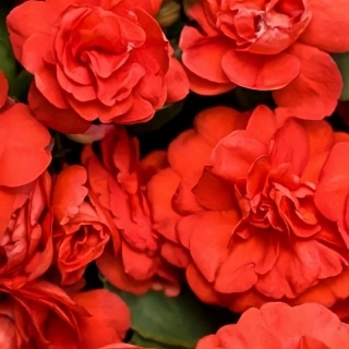 Бальзамин Том Самб Скарлет