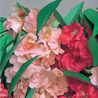 Бальзамин Том Самб смесь