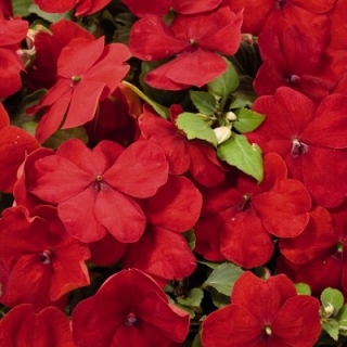 Бальзамин Карнавал скарлет F1 (Уоллера)