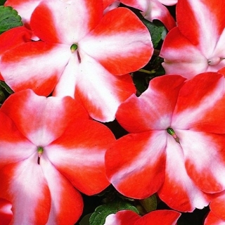 Бальзамин Звёздная мечта F1 (ампельный)