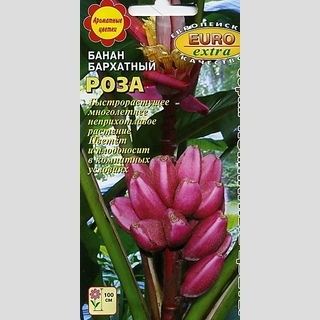 Банан Роза бархатный (комнатный)