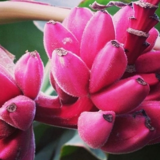 Банан Роза бархатный (комнатный)