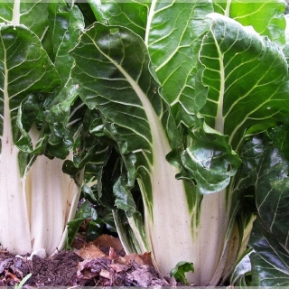 Мангольд Барезе