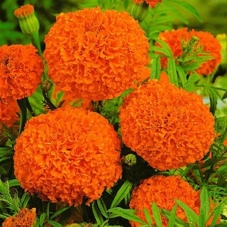 Бархатцы Гавайи