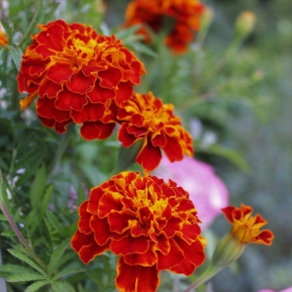 Бархатцы Болеро Экстра