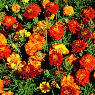 Бархатцы Бой смесь (Тагетес)