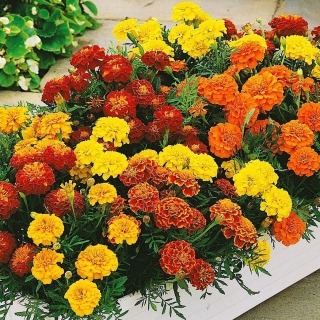 Бархатцы Брокада смесь