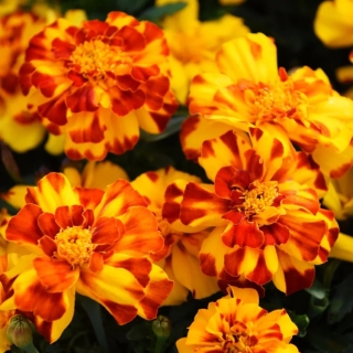 Бархатцы Дюранго Болеро F1