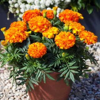 Бархатцы Индьюранс F1 Сансет Голд