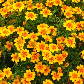 Бархатцы Голден джем