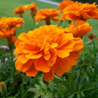 Бархатцы Медовая роза