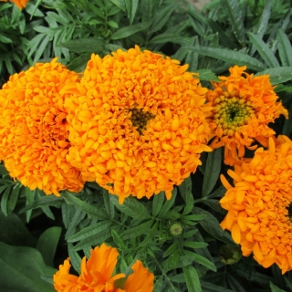 Бархатцы Оранжевый снег