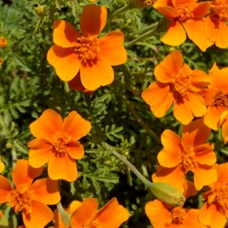 Бархатцы Оранж джем