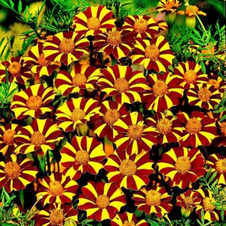 Бархатцы Стриптиз