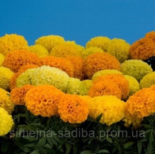 Бархатцы Русский размер F1 смесь (прямостоячие)