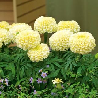 Бархатцы Белоснежка