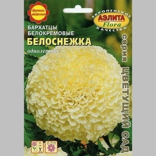 Бархатцы Белоснежка