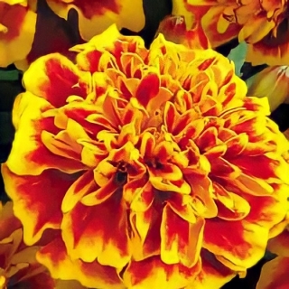 Бархатцы Биколор