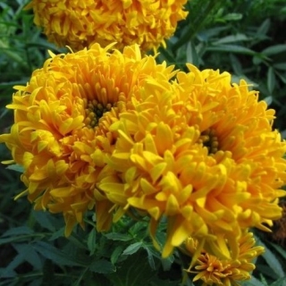 Бархатцы Фантастика Золотистая