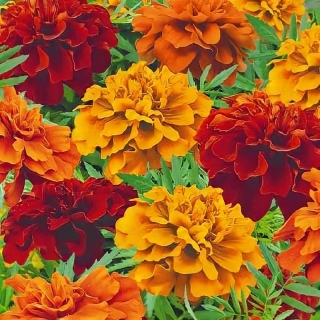 Бархатцы Френч Дварф Огненный ковер