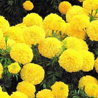 Бархатцы Инка II Еллоу