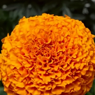 Бархатцы Инка II оранж