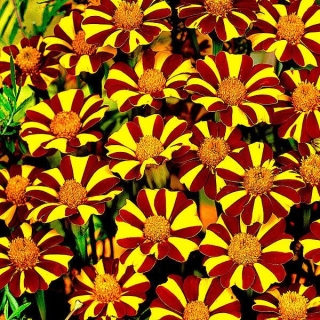 Бархатцы Курт Джестер