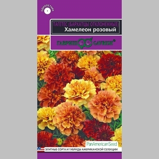 Бархатцы Хамелеон розовый