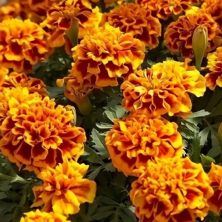 Бархатцы Брокада Испанская