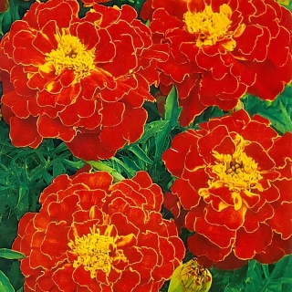 Бархатцы Брокада Красная