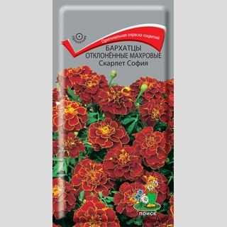 Бархатцы Скарлет София