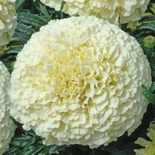 Бархатцы Килиманджаро F1