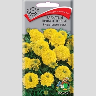 Бархатцы Купид Голден Еллоу