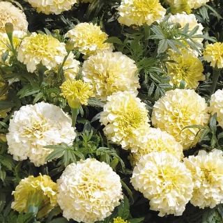 Бархатцы Ванилла F1