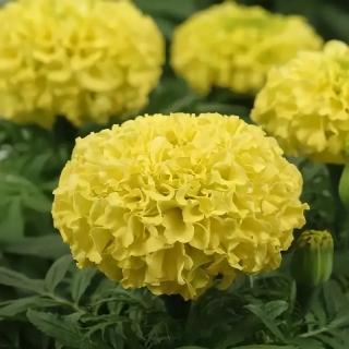 Бархатцы Тайшан F1 Желтые