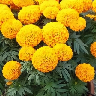 Бархатцы Тайшан F1 Золотые