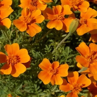 Бархатцы Карина оранжевая