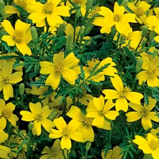 Бархатцы Лулу лимонный