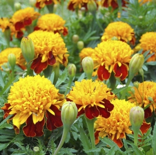 Бархатцы Золотая головка