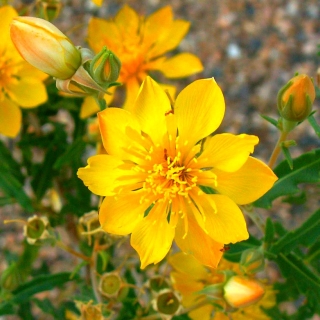 Бартония Золотая корона